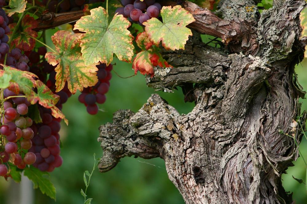Виноградник осенью в Эльзасе