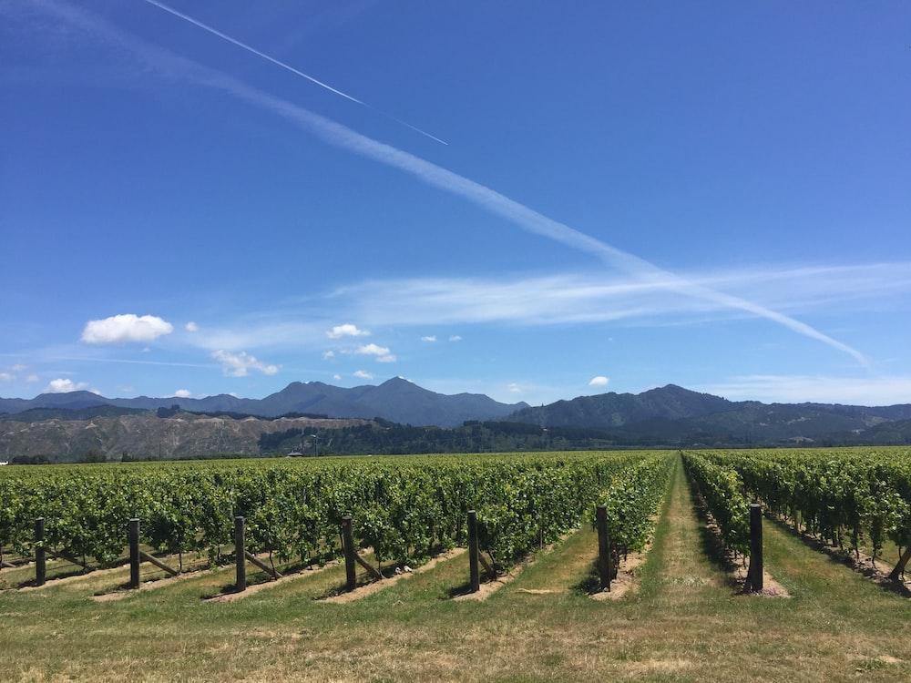 Виноградники в Новой Зеландии