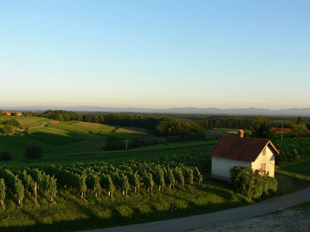 Виноградники в Словении