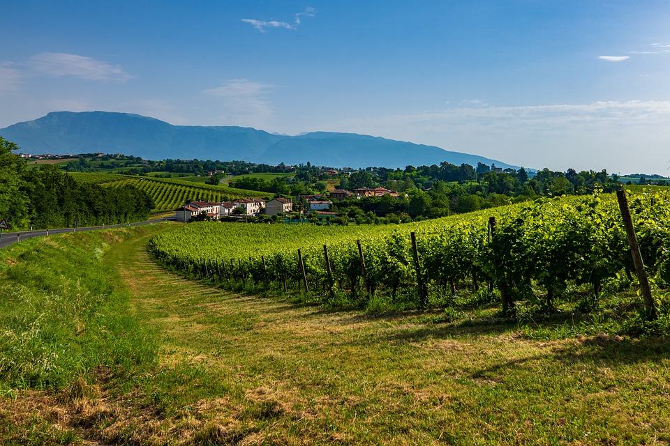 Виноградники в Венето (Италия)