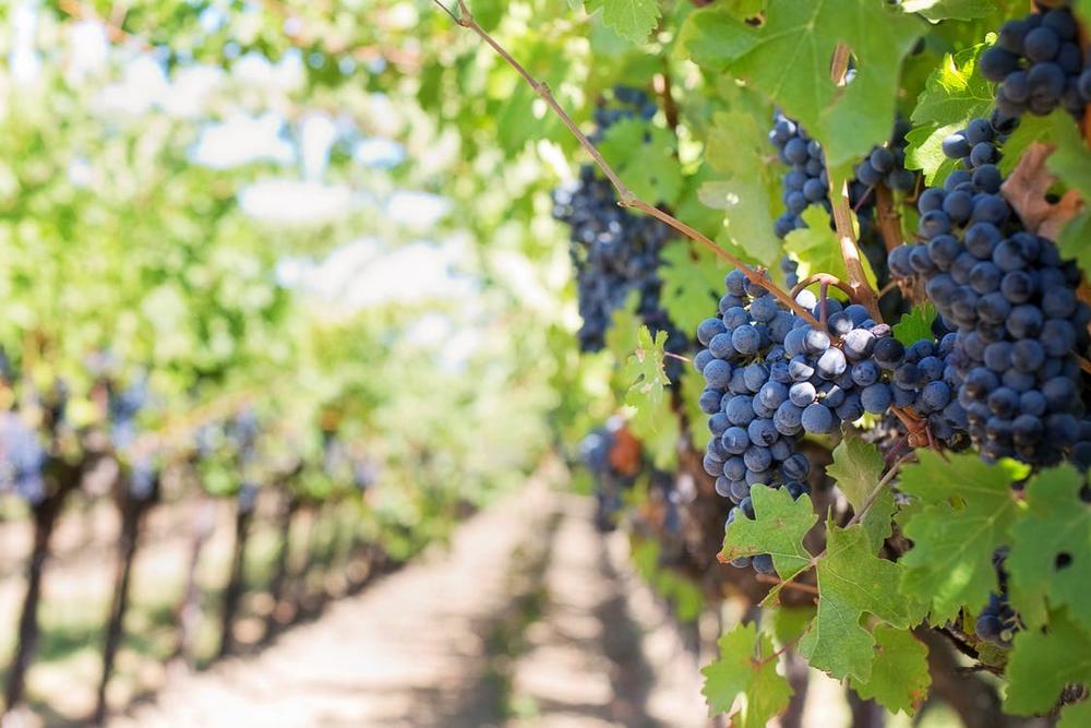 Типичное расположение виноградников в ЮАР