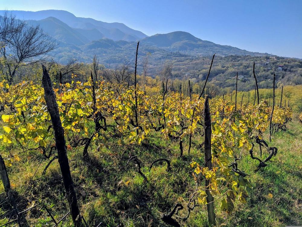 Виноградные лозы в Грузии