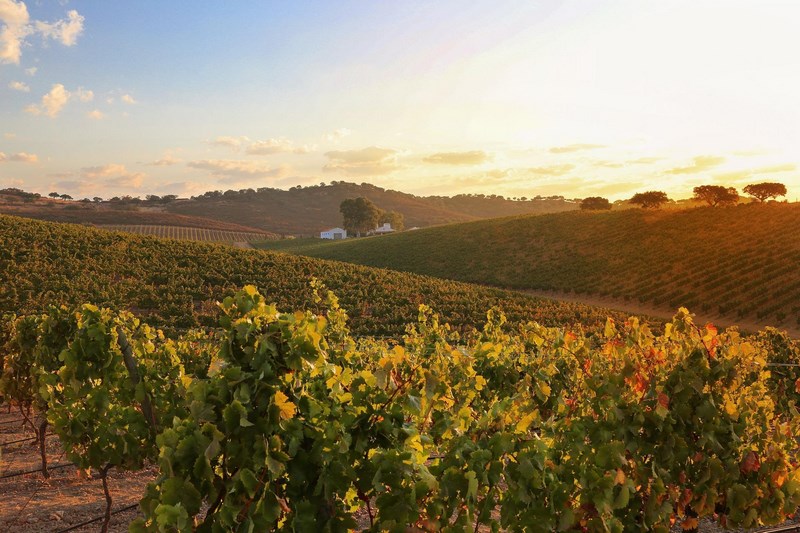 Виноградник в Португалии