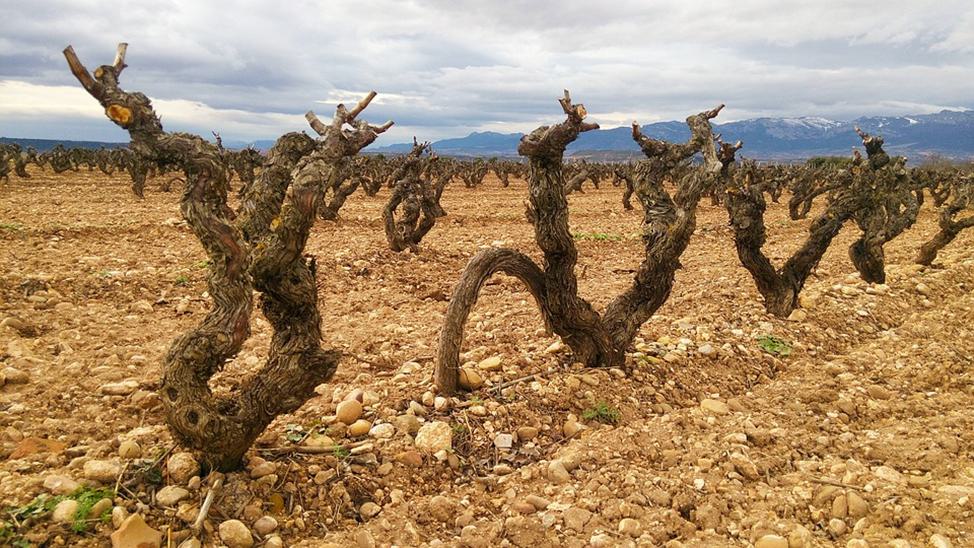 Посадки винограда Гарнача в Риохе (Испания)