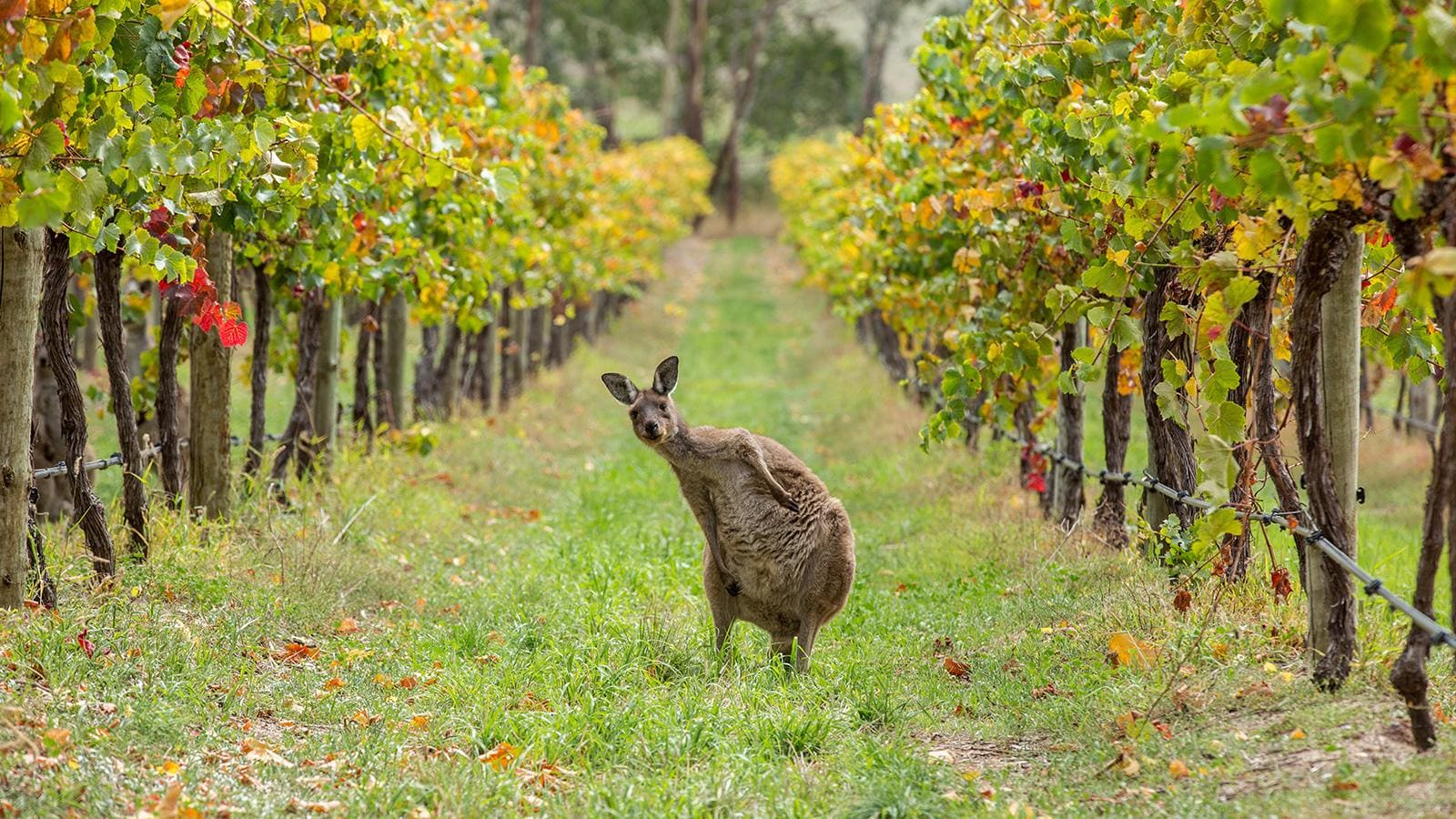 Особенности австралийских вин