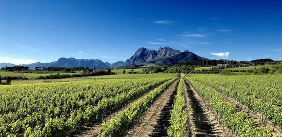 Виноградники в ЮАР