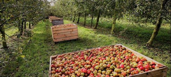 Сбор яблок для приготовления сидра