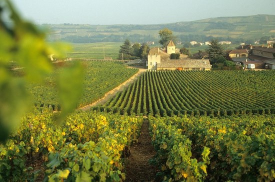 какое место в мире занимает франция по площади виноградников