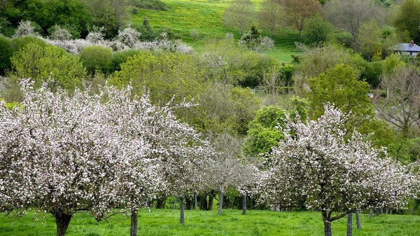 Яблоневые сады в Нормандии