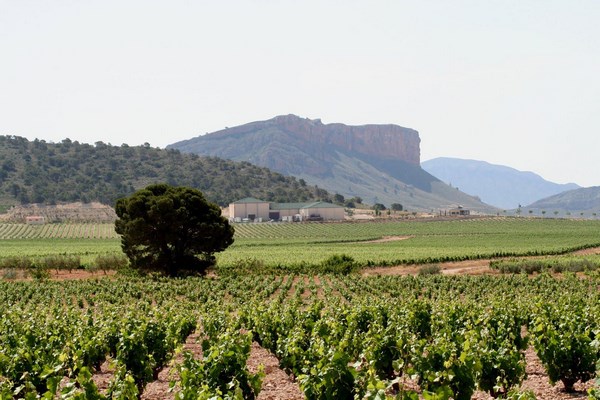 Виноградники в регионе Хумилья (Испания)