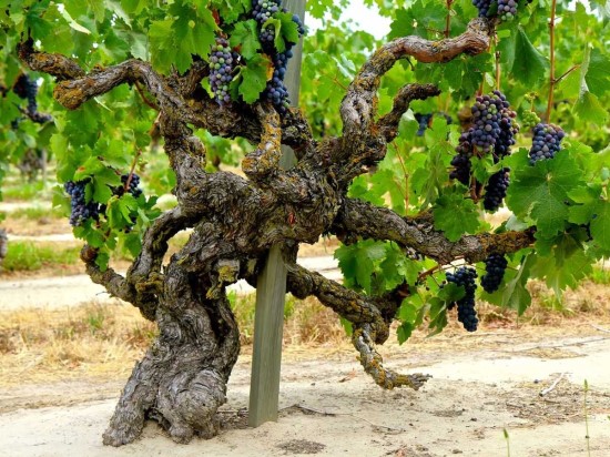 Фото старой виноградной лозы