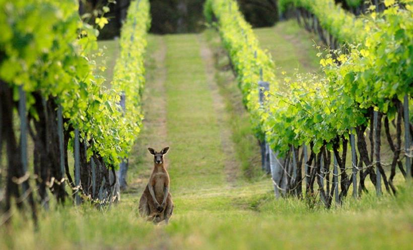 Австралийский виноградник