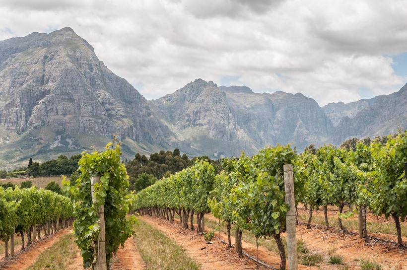 Виноградники в ЮАР