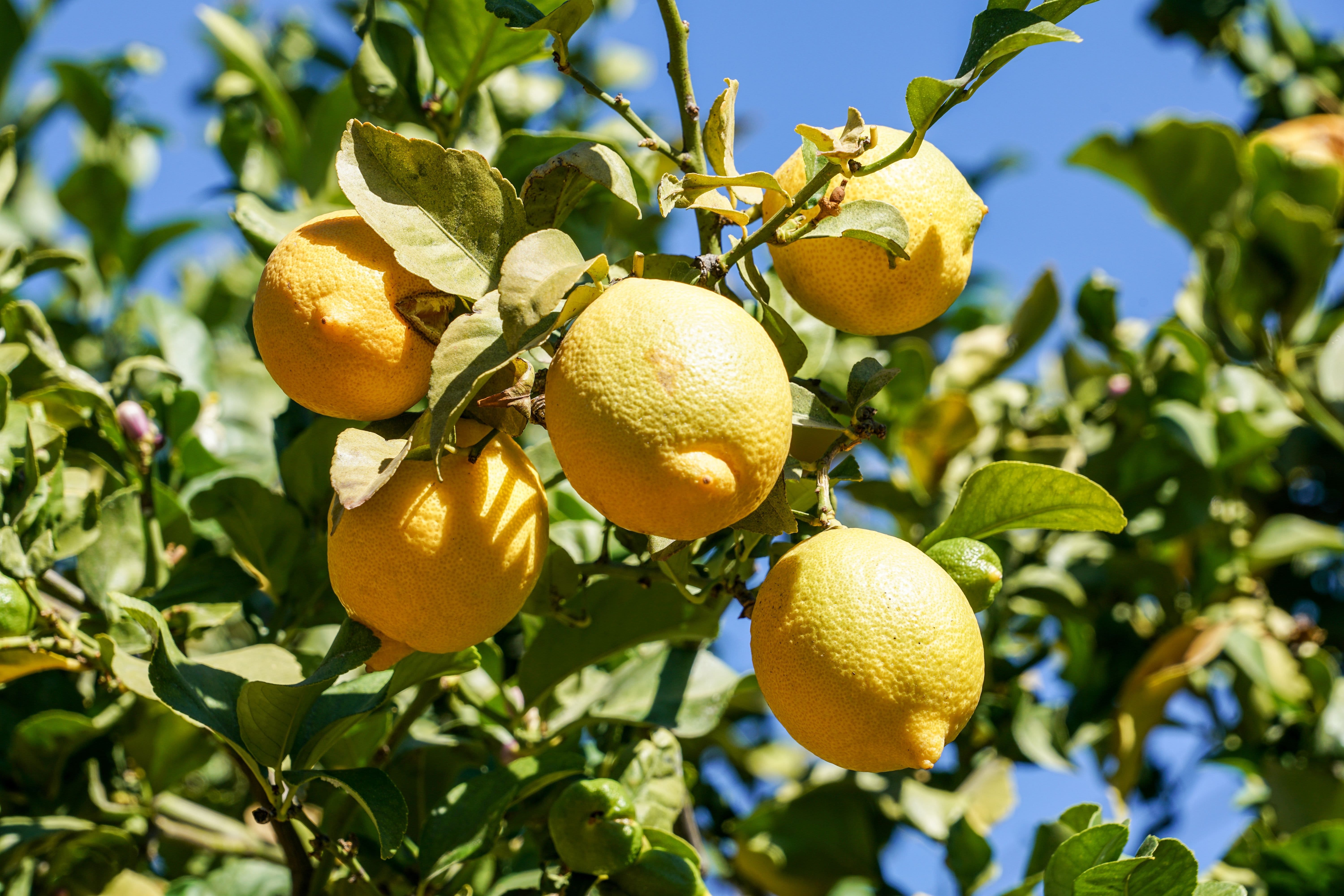 Лимоны для limoncello