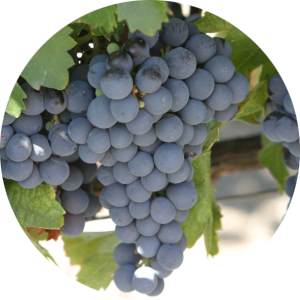На фото – виноград сорта Мальбек