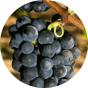На фото – виноград Гаме