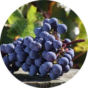 На фото – виноград Каберне Фран