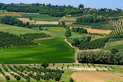 Итальянские игристые – почему стоит попробовать вина Asti?